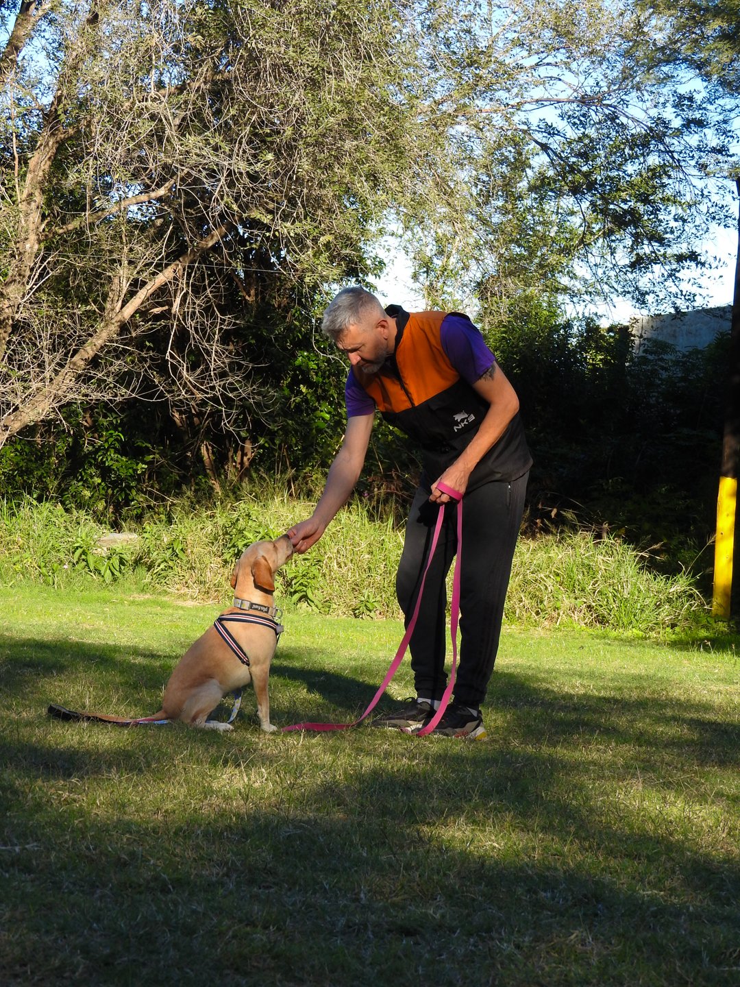 Perros jugando en la academia